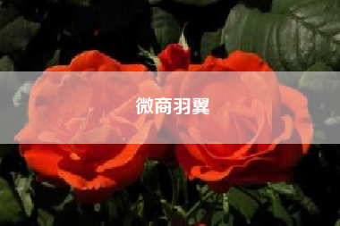 微商羽翼（微商羽翼怎么使用）
