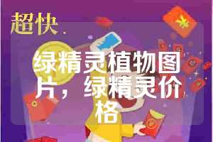 绿精灵植物图片，绿精灵价格